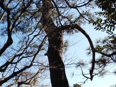 その2でも紹介した一本松坂の由来にもなってる一本松はこちらです。

一本松坂のとなりにあります。ずいぶん高くすくすくと育っています。