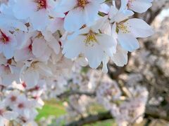 福島では桜が完全に見頃になっておりました