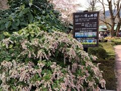 ガーデン内のお花です
何の花だか教えて下さい～
花心ゼロなので…トホホ　( ;∀;)