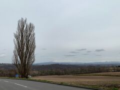 ここから先は、去年の10月の北海道旅行で寄ろうと計画してたけど、時間が足りなさ過ぎてほぼ行けなかった場所を1つ1つ訪れて写真を撮りながら移動していこうかな…と。

レンタカーで出発してしばらくしたころからは、辺りは曇り空に…。　雨が降ってないだけ良いけど、真っ青で広大な北海道の空!ってイメージではないのでちょっと残念。

最初にやって来た初スポットは、ケンとメリーの木。　昭和47年の日産スカイラインのCMで使われた、美瑛の丘を象徴する風景の1つです。　すぐ近くに広い駐車場があったので問題なく行けました。　私が生まれる前のCMなので、懐かしい!とかは特に感じませんが(笑)、とりあえず立ち寄ってみたって感じですかね。