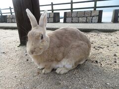 大久野島 (うさぎ島)