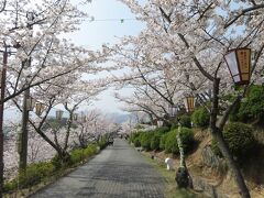 千光寺公園を散策。桜が満開。