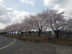 少しずつ塩原温泉に近づいています。
那珂川河畔公園と黒磯公園に桜を見にやってきました。

こちらは那珂川河畔公園。
河沿いの桜が満開を迎えていました。
ちょっと曇天なのが残念でしたが、それでもきれいです。