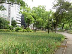 横浜スタジアムのある横浜公園のチューリップも、開花の時は過ぎて今は葉と茎が残るだけ。