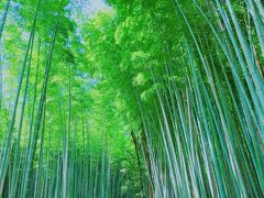 やっとたどり着いた竹林の小道。

竹の鮮やかさ。静寂の中で竹の葉が風でこすれる音とホトトギスの美しい音色にうっとり。時間を忘れてしまう。