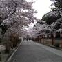 岡山県北の桜の名所をめぐる～津山城の夜桜は幻想的！