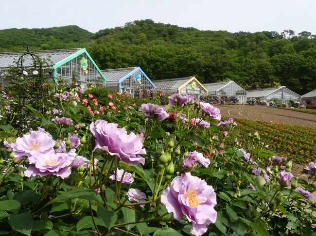 とちぎ花センター のバラ 21 一部傷み始めてるが まだ見頃です 栃木県 栃木市 栃木 壬生 都賀 栃木県 の旅行記 ブログ By Minamicazeさん フォートラベル
