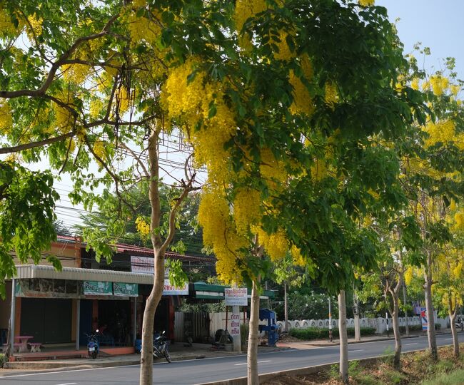 3月22日　8：35　車中からゴールデンシャワーが満開ではありませんが咲いています。
