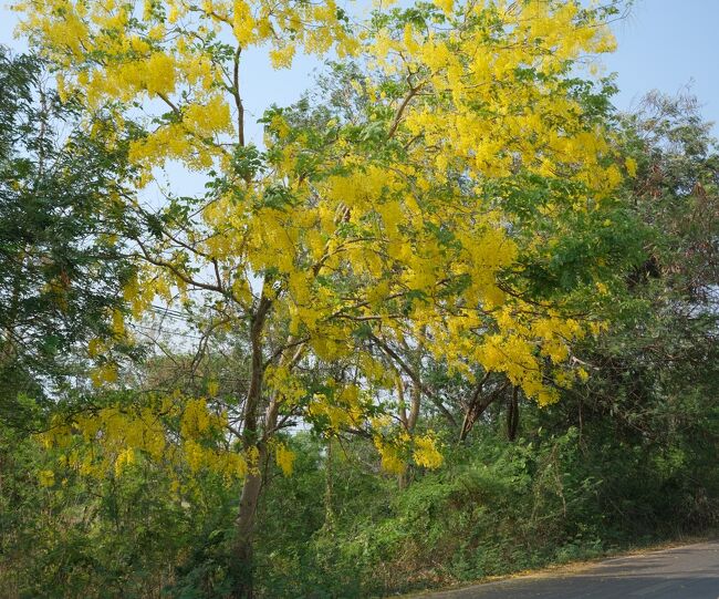 車中から只今時速80Kmで走行中