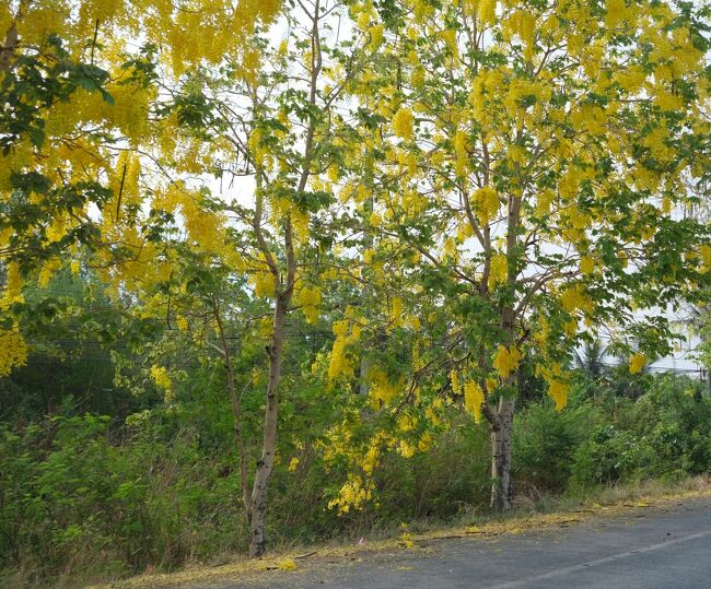 車中から只今時速80Kmで走行中