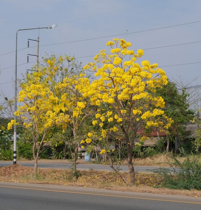 車中から「タベールアン」は花の塊になります。