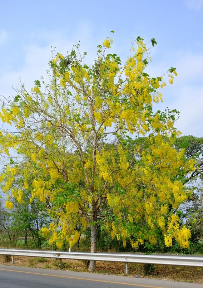 車中からゴールデンシャワーが満開ではありませんが咲いています。
