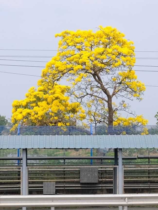 車中から「タベールアン」