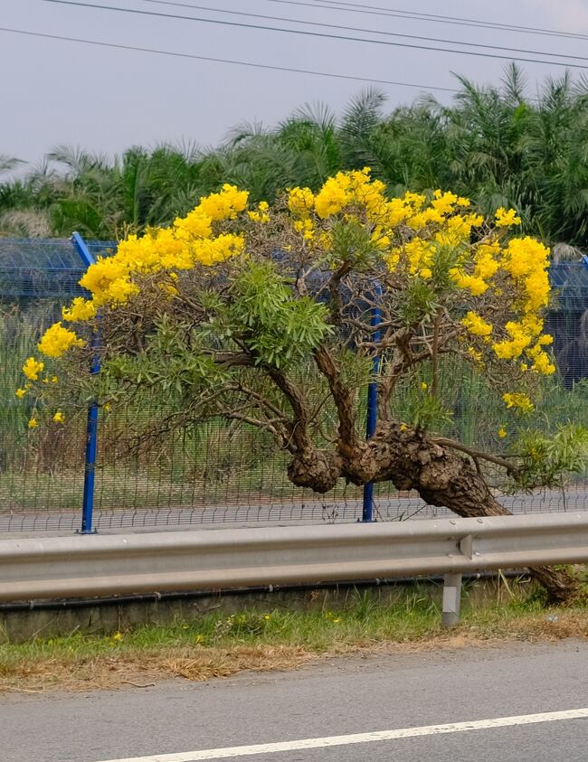 車中から「タベールアン」