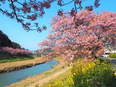 みなみの桜と菜の花まつり