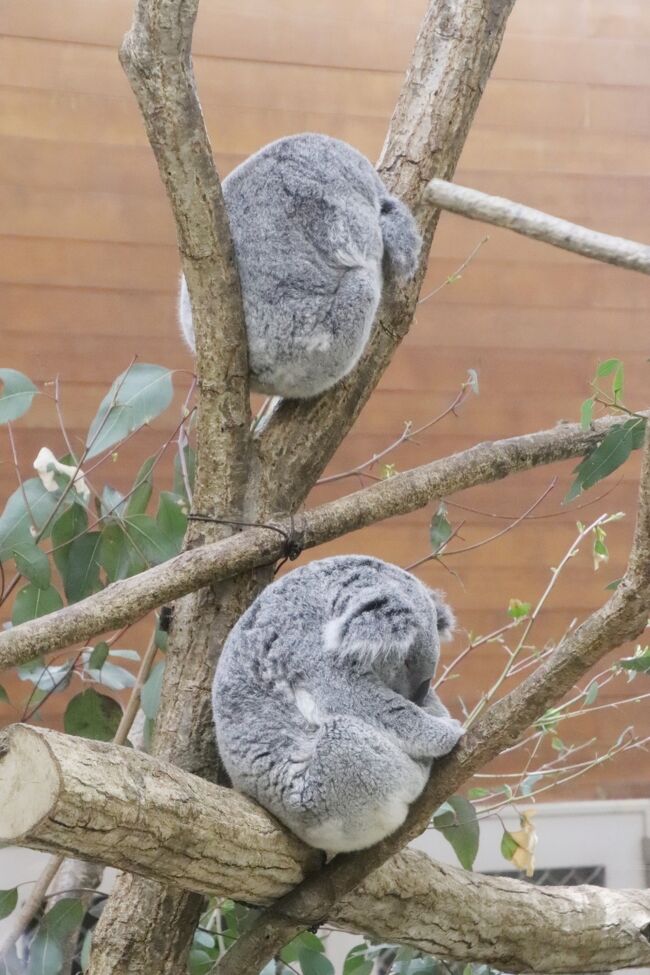 Gw明けにもう一度埼玉こども動物自然公園 東園 コアラのピリーくんの抱っこ出勤やっと見られた カンガルーもワラビーも赤ちゃんちらり 東松山 埼玉県 の旅行記 ブログ By まみさん フォートラベル