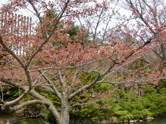 中島公園をウォーキングしてから、札幌駅に行くつもりだった。
桜はまだ、つぼみのものも多かった。