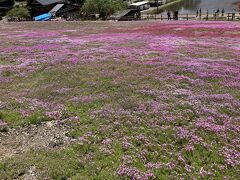 國田家の芝桜