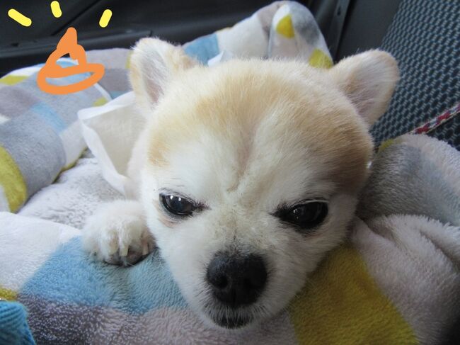 犬旅 静岡 土肥 ゆるり西伊豆 お犬様と思い出作りの旅 週末２日間 21 5 土肥温泉 静岡県 の旅行記 ブログ By ちょこ旅さん フォートラベル