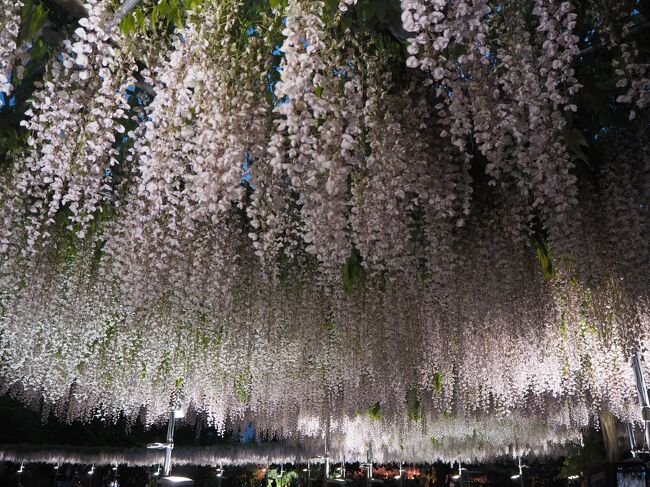 21年 妖艶に咲き乱れる藤の花inあしかがフラワーパーク 後編 圧巻 光り輝く藤の花たち 足利 栃木県 の旅行記 ブログ By Milkさん フォートラベル