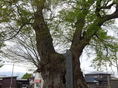 東根の日本一の大ケヤキ（幹回り１６年　推定樹齢１５００年以上　南北朝時代の１３４７年頃、小田島長義が城内に植栽したといわれています。ここは以前、東根城で１６２２年廃城、その後愛宕神社となり、その後、小学校となりました。）