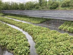 「大王わさび農場」に来ましたが
お目当ての蕎麦屋さんは閉店してました
わさび漬けを買って帰ります