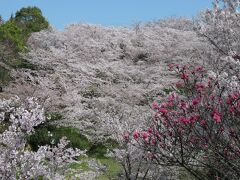 伯方島の開山（ひらきやま）公園へ。開山公園は桜の名所で、満開に咲いた桜が圧巻。ただ、自転車で来るには結構な坂を登ることになり、かなり疲れた。