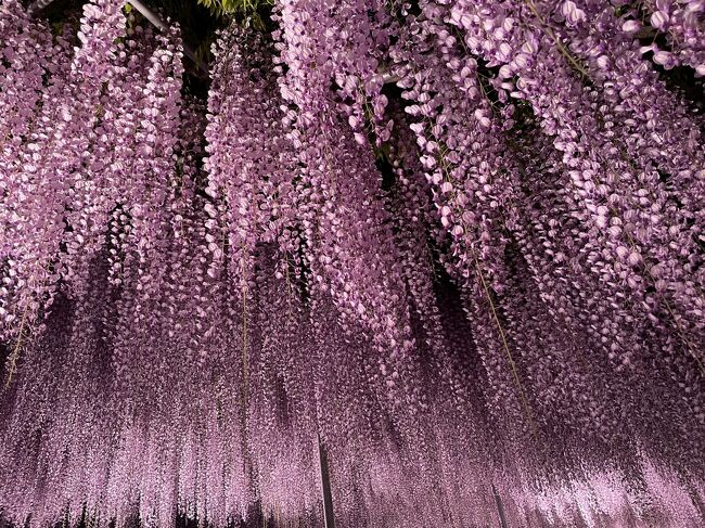 21年 妖艶に咲き乱れる藤の花inあしかがフラワーパーク 後編 圧巻 光り輝く藤の花たち 足利 栃木県 の旅行記 ブログ By Milkさん フォートラベル