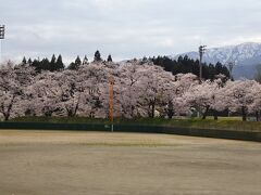 スポーツ公園の桜
まわりが桜に囲まれているよう