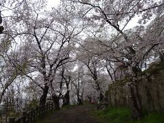 桜のトンネル
烏帽子山千本桜　25種類約1000本の桜があるそうだ