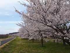 最上川堤防千本桜
満開なのに誰もいないなんて