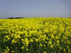 横浜町の菜の花（丁度、見ごろの季節です。）