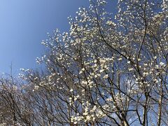 人が少なく、コブシの花が満開なのがもったいないくらい。