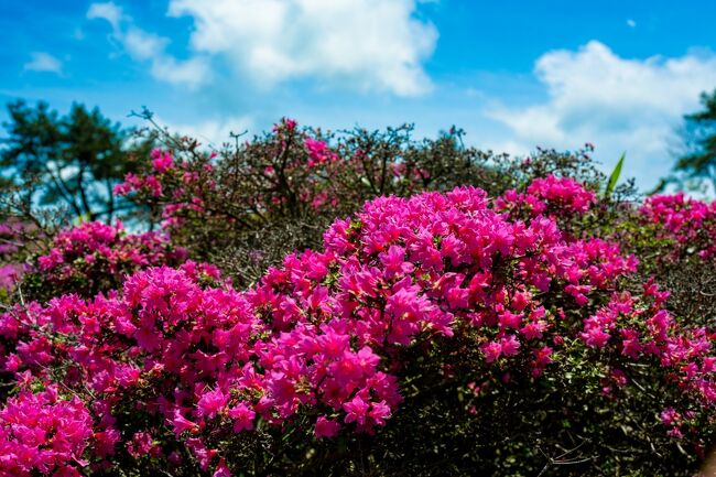 万年山のミヤマキリシマ 2021』耶馬溪・中津・玖珠(大分県)の旅行記