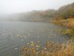 帰りに大沼にも立ち寄ってみました．霧が濃かったですが，紅葉の見頃でした．