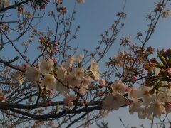 咲き誇る須磨浦公園駅前のソメイヨシノ。