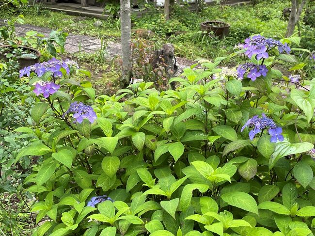 今年は開花が早い鎌倉であじさいツツジ巡り 円覚寺 拝観料が値上げ 北鎌倉から鎌倉方面へ 横浜鎌倉線沿いにあるグルメ 縁切り寺 東慶寺 花菖蒲 鎌倉 神奈川県 の旅行記 ブログ By リンリンベルベルさん フォートラベル 今年は開花が早い鎌倉であじさいツツジ巡り 円覚寺 拝観料が値上げ 北鎌倉から鎌倉方面へ 横浜鎌倉線沿いにあるグルメ 縁切り寺 東慶寺 花菖蒲 鎌倉 神奈川県 の旅行記 ブログ By リンリンベルベルさん フォートラベル