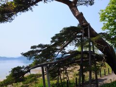 蓬莱の松バス停で下車。
バス停のそばには、その蓬莱の松があった。
中国の伝説にある仙人の住む蓬莱山には、枝ぶりの良い松があるらしく、その松に似ているから名付けられたものらしい。
樹齢は、およそ300年と言うことだ。