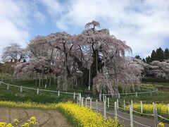 そして目の前には滝桜！