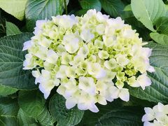 帰りの花のみちで２日前にみた紫陽花が色づいているのに気づきました。

白い品種じゃなかったんだ・・・(*´∪`*aﾞ