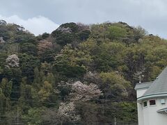 河津観光会館でお買い物、ここの裏山も桜まじり