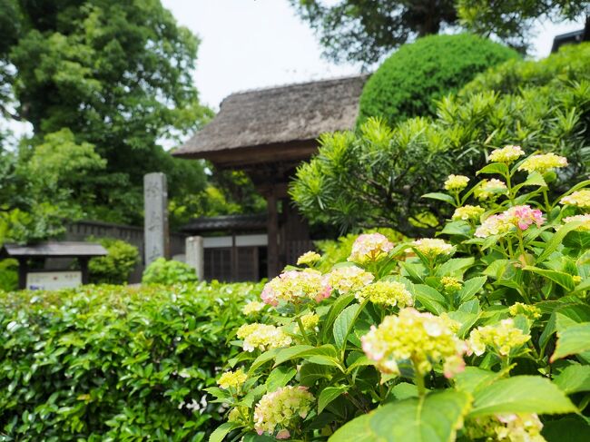 鎌倉のあじさい開花情報 21 5 26 極楽寺 成就院 長谷寺 光則寺 鎌倉 神奈川県 の旅行記 ブログ By Momotaさん フォートラベル