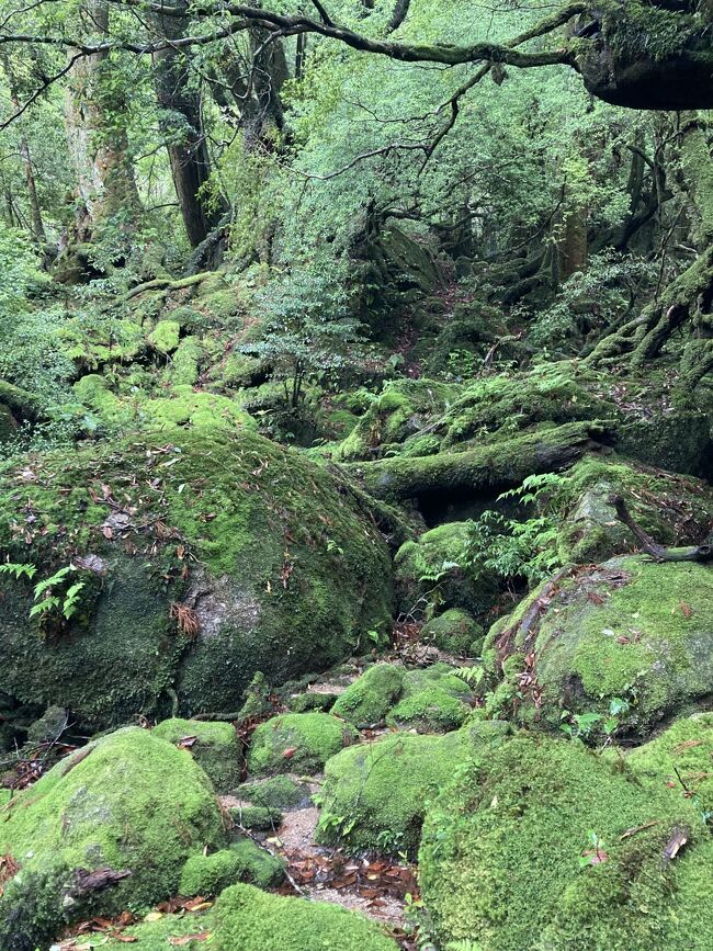 新緑の屋久島トレッキング2泊3日一人旅』屋久島(鹿児島県)の