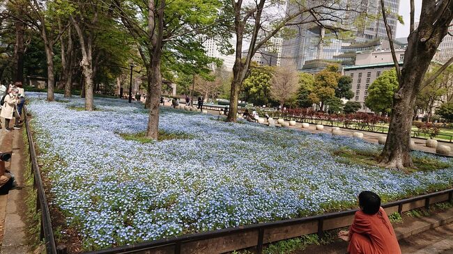 ３月末に日比谷公園を散策してお花を観賞 華やかにペニンシュラ東京に宿泊 東京の旅行記 ブログ By しんさん フォートラベル