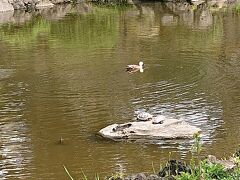 日比谷公園 心字池
心字池には、鴨と亀がいて風情があります。