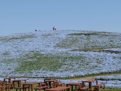 酒列磯前神社から約3.5kmを歩いてひたち海浜公園の海浜口へ。開門前（この日は9:00開門）に到着し、開門と同時に入園。ネモフィラの咲く見晴らしの丘までは1km弱距離があるのだが、丘の上に人が上る前に到着したかった（人が写らない写真を撮りたかった）ので、同じ目的で開門前に来ていた人達と一緒に走って見晴らしの丘へ向かう。しかし、見晴らしの丘に到着すると、既に丘の上に人がいる．．．しかし、この人達は観光客ではなく、一方通行の案内誘導をする誘導員の方達だった（混雑を軽減するため、見晴らしの丘では一方通行の措置をとっていた）。