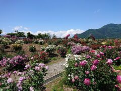 続いて、かいぜから坂を下り、細い道を抜け約10分。
さかき千曲川バラ公園に到着です。
入園も駐車場も無料です。（3時間まで）
千曲川の土手にたくさんの薔薇が咲いています。