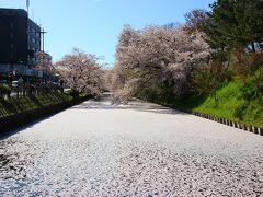 弘前市立観光館のコインロッカーに荷物を預けました。100円です。弘前駅のロッカーよりも弘前市立観光館周辺の方が安いです。

身軽になったら弘前城を散策します。早速花筏が見えてきました。もう少し花びらが散るときれいかなと思います。