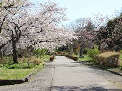 このように植物園は誰もいません。やはり桜のトンネルの方が人気のようです。