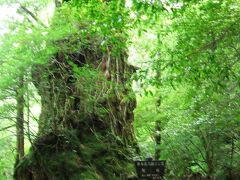 屋久島では縄文杉に次いで幹部(胸高周囲)が太いといわれる翁杉
2010年に倒れてしまった。